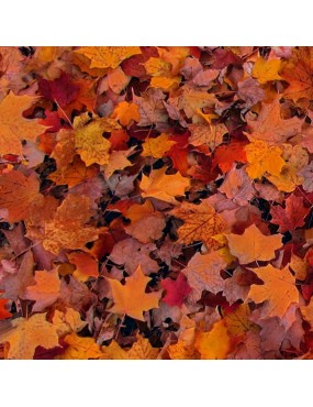 Tissu coton Open Air à motifs de feuilles d'automne