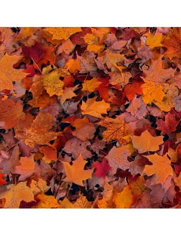 Tissu coton Open Air à motifs de feuilles d'automne